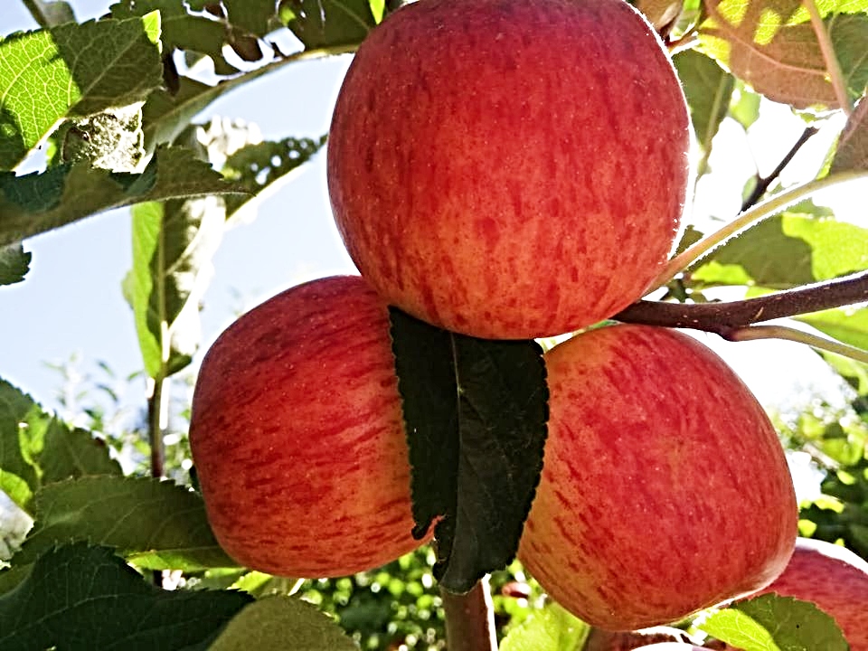 Productores de manzana de Culpina tienen mercado para el 50% de su producto