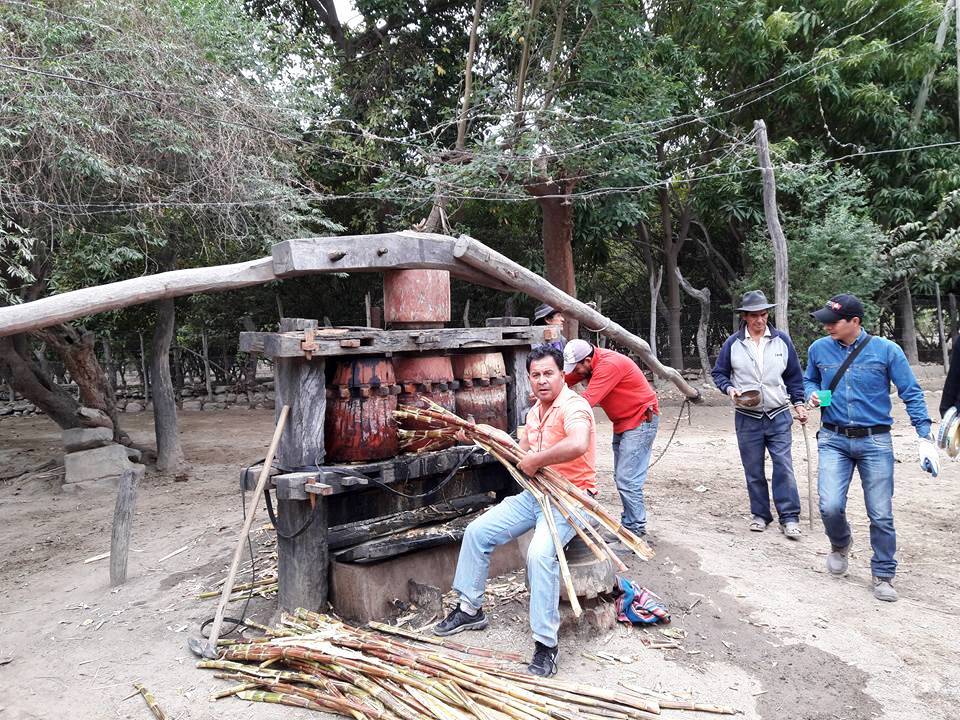 Productores de Pilaya se asocian para mejor la calidad del cañazo