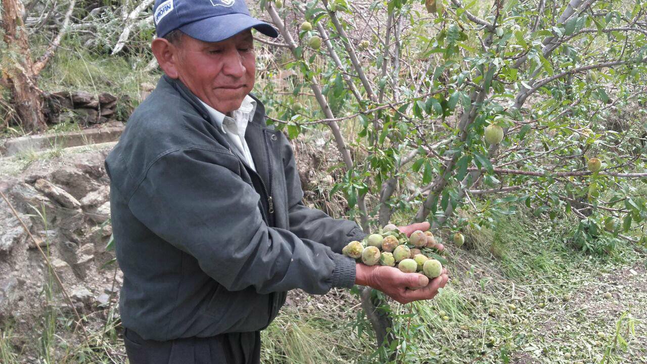 Productores quieren salvar las plantas de durazno tras la granizada