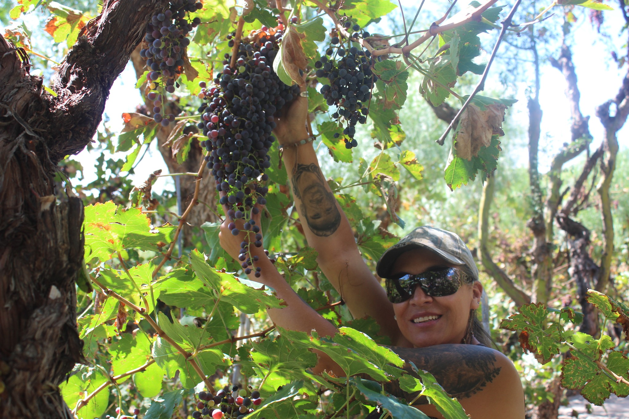 ¿Quieres elaborar tu propio vino o singani?