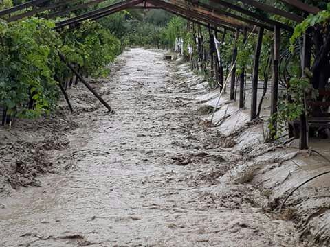 Recomiendan concentrar ayuda para salvar las plantas 