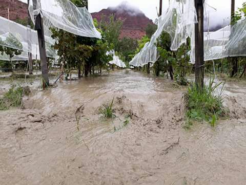 Riada: Estiman 95% de pérdida de uva en el valle de Cinti Riada: Estiman 95% de pérdida de uva en el valle de Cinti